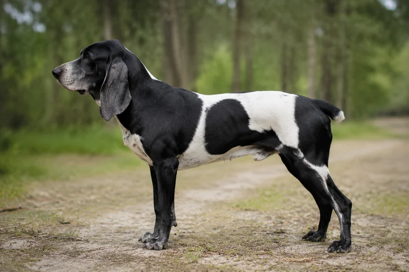 Artois Hound — side