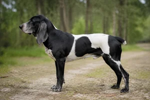 Artois Hound dog