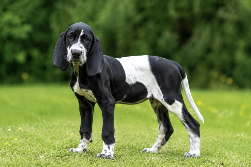 Artois Hound — puppy (~4 mo)