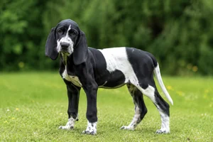 Artois Hound — puppy (~4 mo)