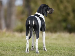 Artois Hound — rear
