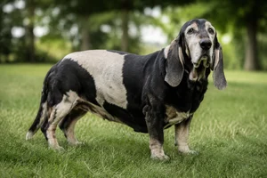 Artois Hound — senior