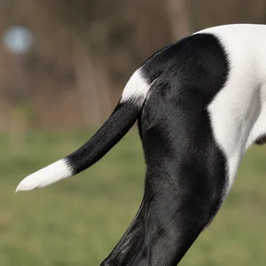 Artois Hound — tail