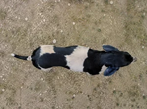 Artois Hound — top