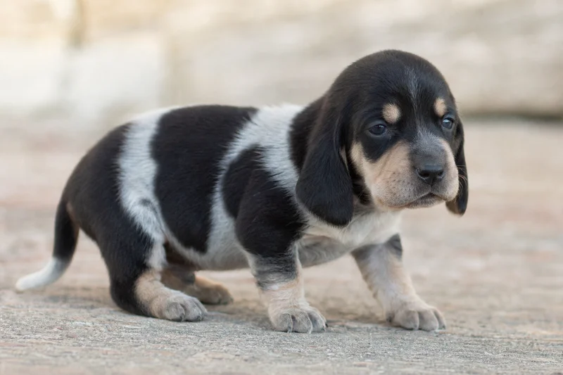 Artois Hound — young puppy (~1 mo)