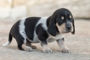 Artois Hound — young puppy (~1 mo)