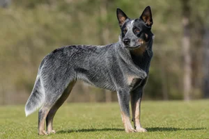 Australian Cattle Dog — adult
