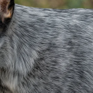 Australian Cattle Dog — coat texture
