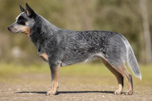 Australian Cattle Dog — Blue Mottled coat