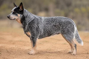Australian Cattle Dog — Blue Speckled coat