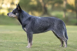 Australian Cattle Dog — Blue coat
