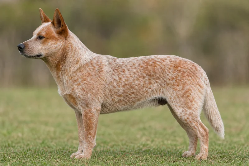 Australian Cattle Dog — Red Mottled coat