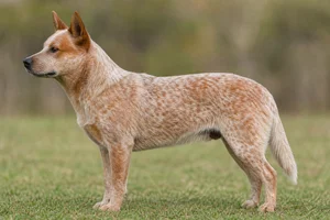 Australian Cattle Dog — Red Mottled coat