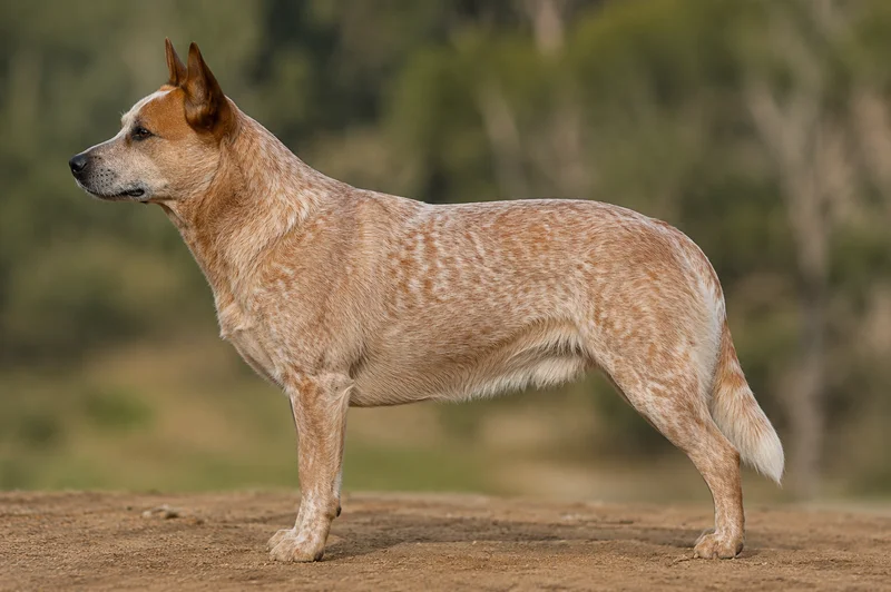 Australian Cattle Dog — Red Speckled coat