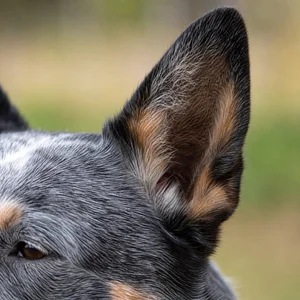 Australian Cattle Dog — ears