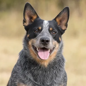Australian Cattle Dog — happy
