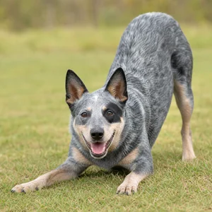 Australian Cattle Dog — playful