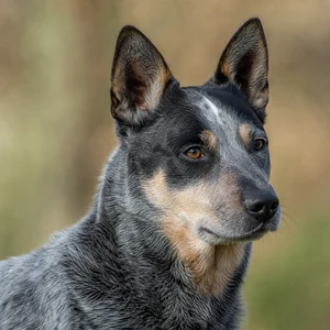 Australian Cattle Dog — relaxed