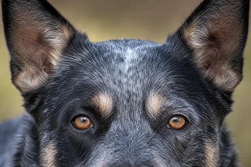 Australian Cattle Dog — eyes