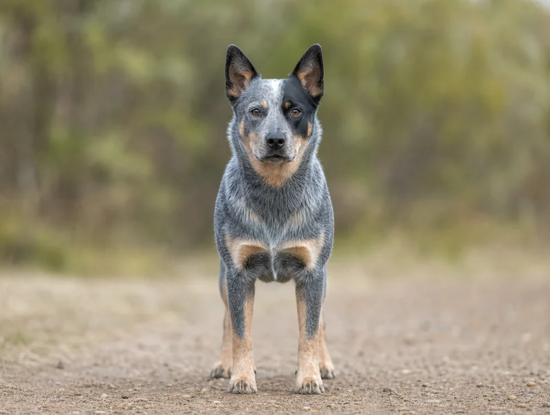 Australian Cattle Dog — front