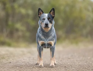Australian Cattle Dog — front