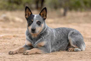 Australian Cattle Dog — lying down