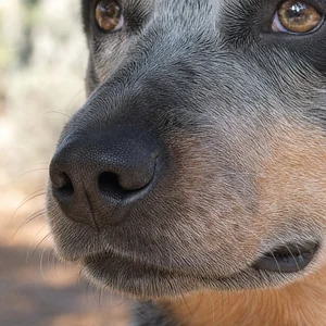 Australian Cattle Dog — nose