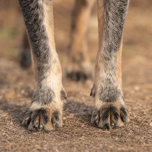 Australian Cattle Dog — paws