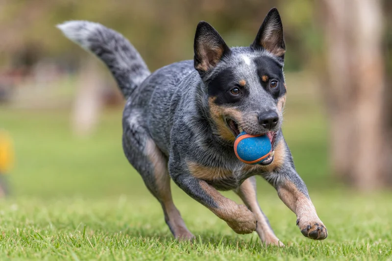 Australian Cattle Dog — playing