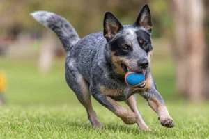 Australian Cattle Dog — playing
