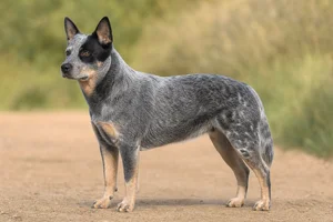 Australian Cattle Dog dog