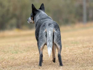 Australian Cattle Dog — rear