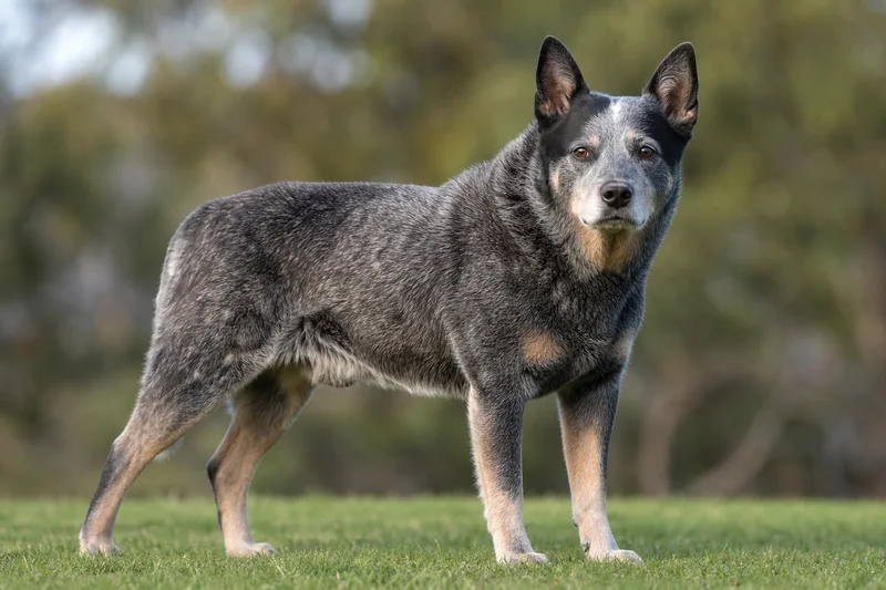 Australian Cattle Dog — senior