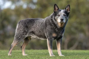 Australian Cattle Dog — senior