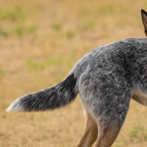 Australian Cattle Dog — tail