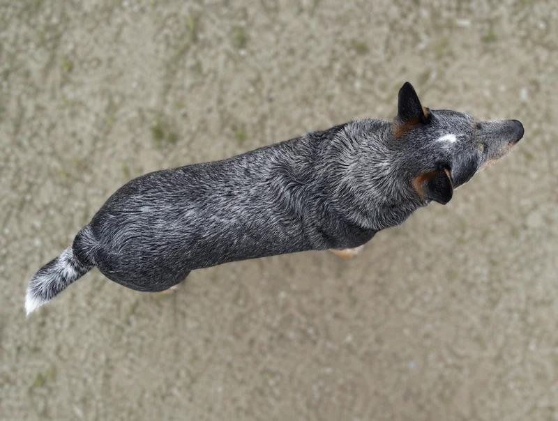 Australian Cattle Dog — top