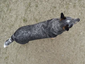 Australian Cattle Dog — top