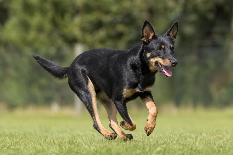 Australian Kelpie — running