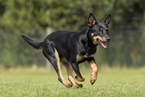 Australian Kelpie — running