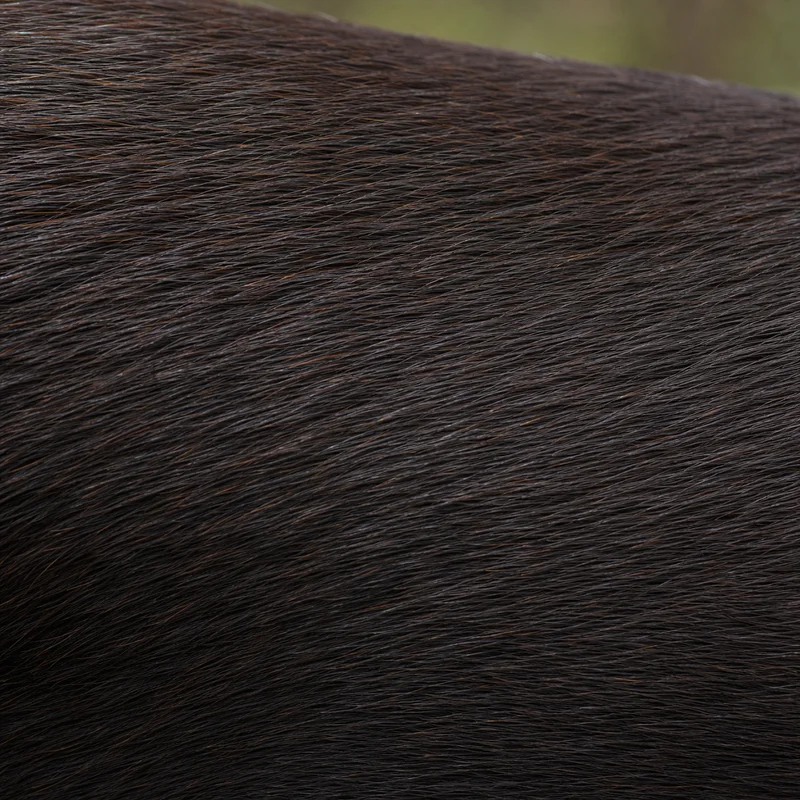 Australian Kelpie — coat texture