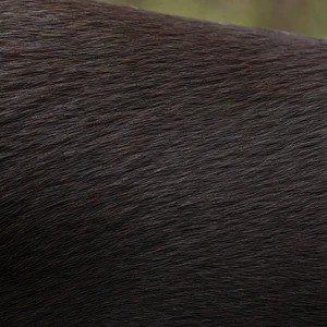 Australian Kelpie — coat texture