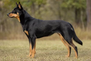 Australian Kelpie — Black and Tan coat