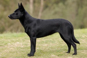 Australian Kelpie — Black coat