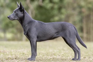 Australian Kelpie — Blue coat