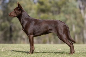 Australian Kelpie — Chocolate coat
