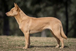 Australian Kelpie — Fawn coat