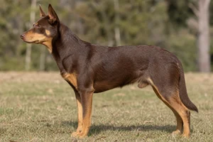 Australian Kelpie — Red and Tan coat