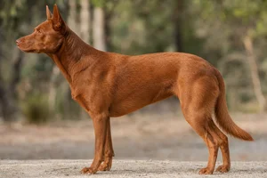 Australian Kelpie — Red coat