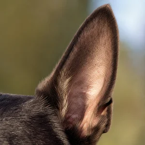 Australian Kelpie — ears