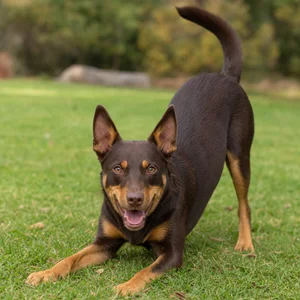 Australian Kelpie — playful